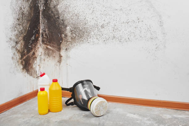 Best Mold Remediation  in Washington, UT