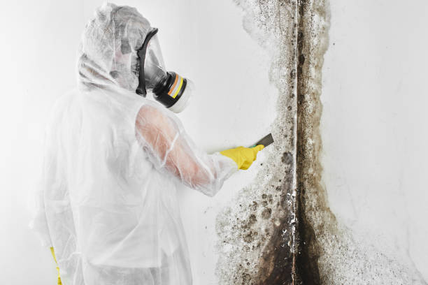 Best Professional Mold Removal  in Washington, UT