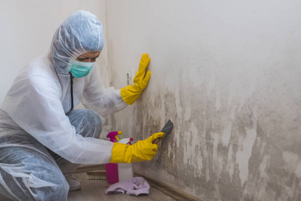 Best Mold Remediation  in Washington, UT