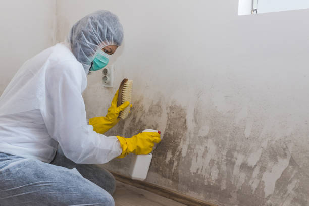 Best Attic Mold Removal  in Washington, UT