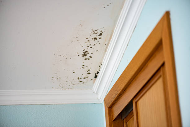 Best Fast Mold Removal  in Washington, UT