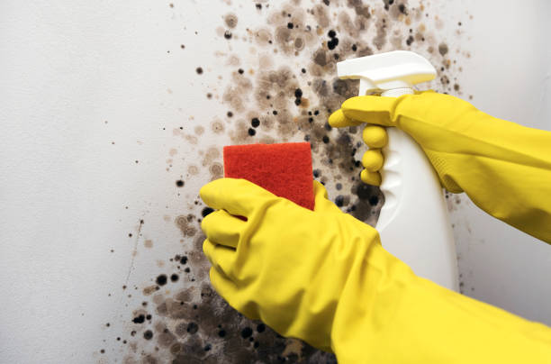Best Local Mold Removal Service  in Washington, UT