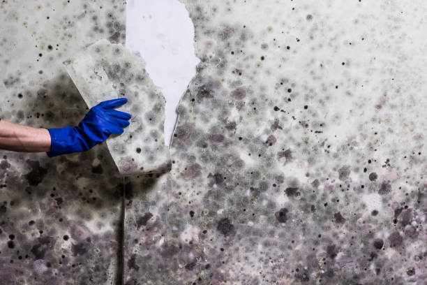 Best Mold Testing  in Washington, UT
