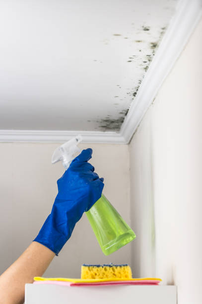 Best Mold Removal Specialists  in Washington, UT