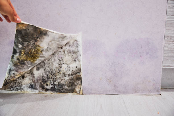 Washington, UT Mold Removal Company